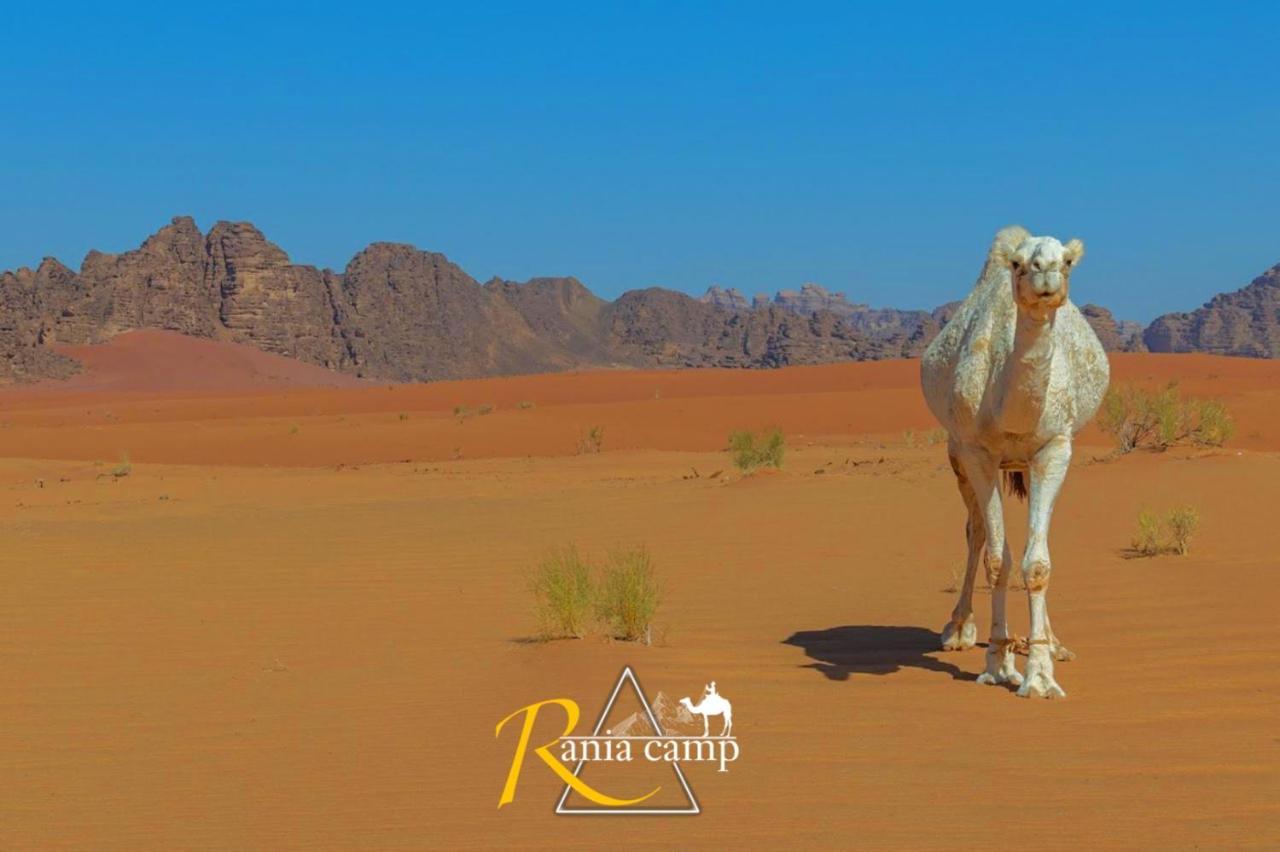 Wadi Rum,Rania Camp Eksteriør billede